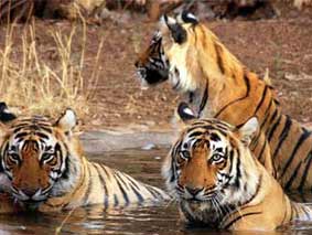 Kanha safari booking